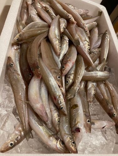 キスの釣果