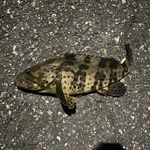 チャイロマルハタの釣果