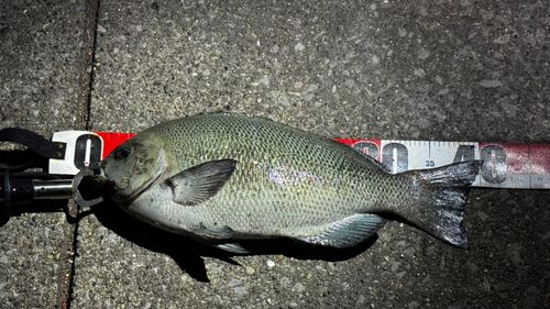 メジナの釣果