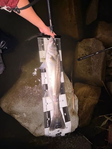 シーバスの釣果