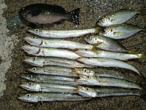 カマスの釣果