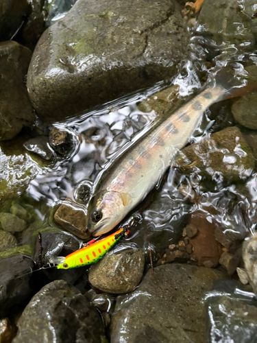 ヤマメの釣果
