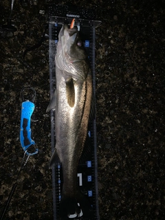 マルスズキの釣果