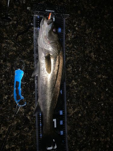 マルスズキの釣果