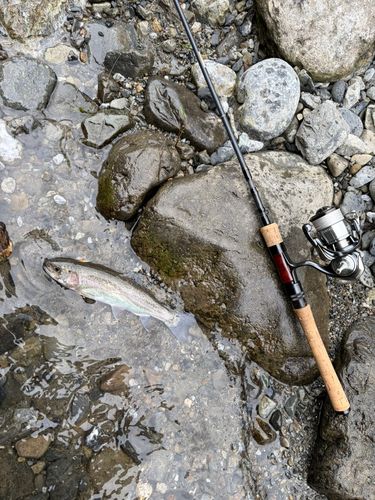 ニジマスの釣果