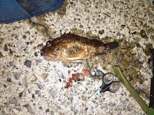ガシラの釣果