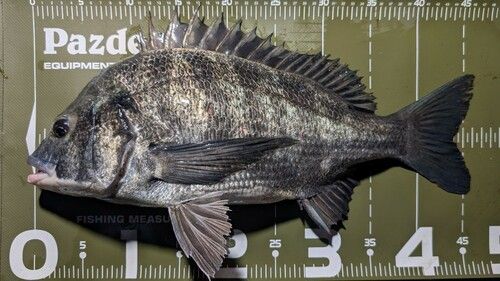 クロダイの釣果