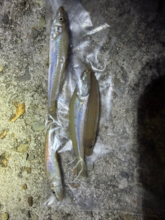 キスの釣果