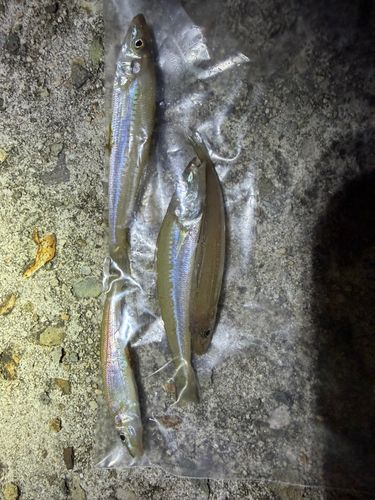 キスの釣果