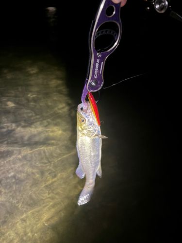 セイゴ（マルスズキ）の釣果