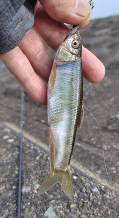 オイカワの釣果