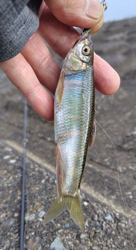 オイカワの釣果