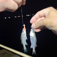 セイゴ（タイリクスズキ）の釣果