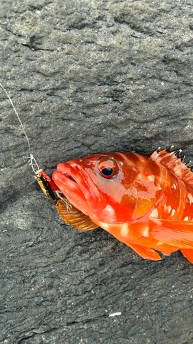 イシガキダイの釣果