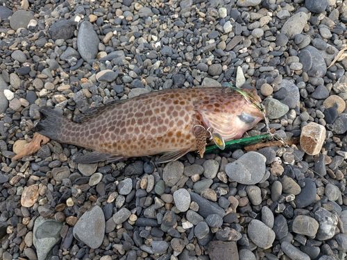 オオモンハタの釣果