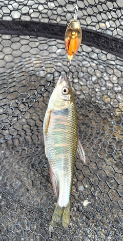 オイカワの釣果