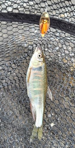 オイカワの釣果