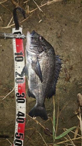 クロダイの釣果