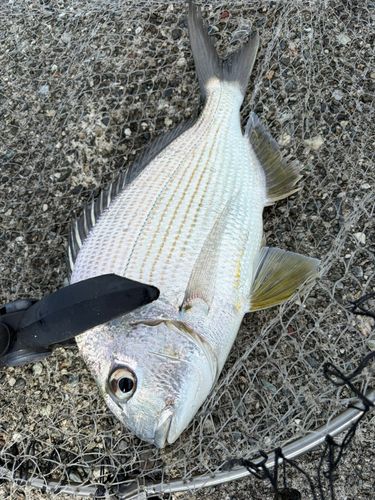 ヘダイの釣果
