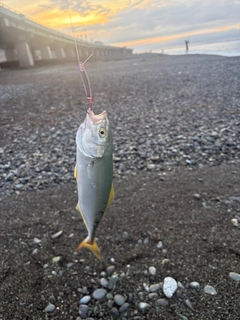 ワカシの釣果