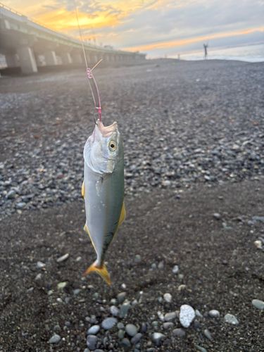 ワカシの釣果