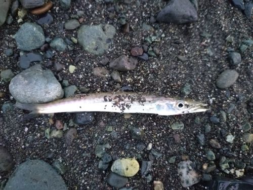 カマスの釣果