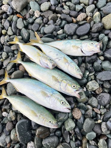 ワカシの釣果
