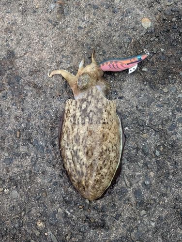 コウイカの釣果