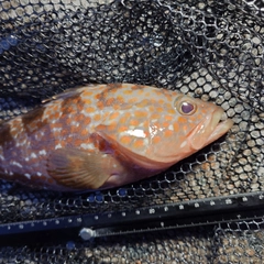 キジハタの釣果