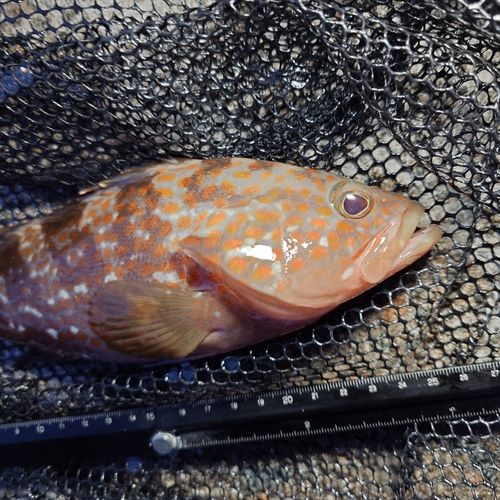 キジハタの釣果