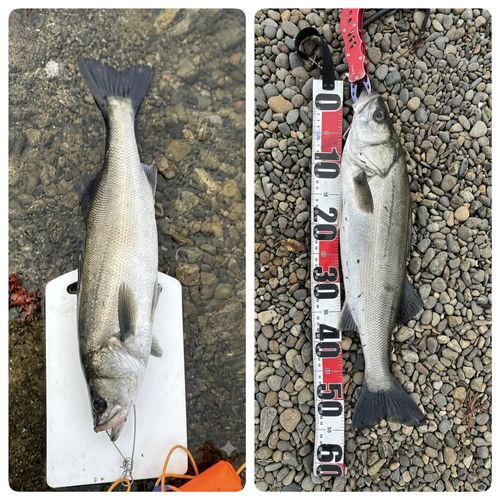 フッコ（マルスズキ）の釣果
