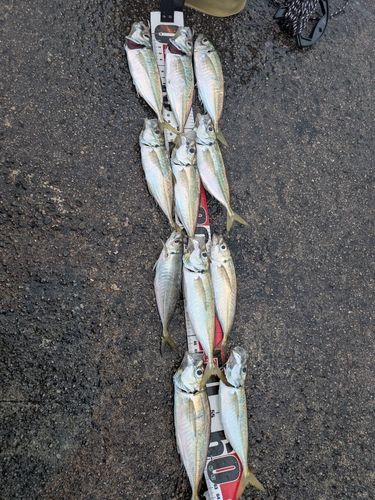 アジの釣果