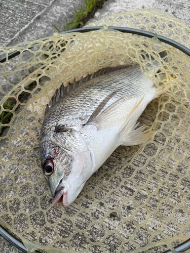 キビレの釣果