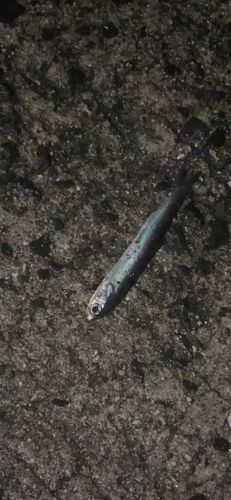 カタクチイワシの釣果