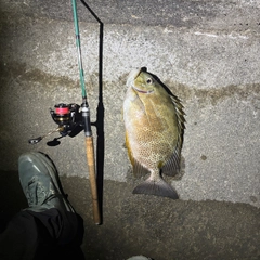 ゴマアイゴの釣果