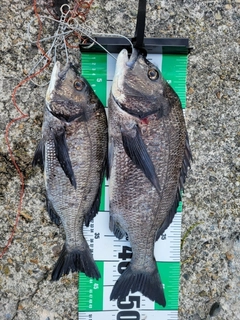 クロダイの釣果