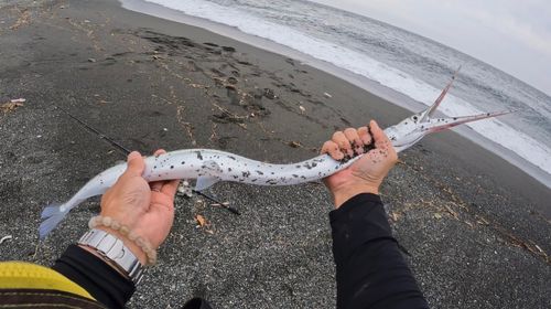相模川河口で釣れたダツの釣り・釣果情報 - アングラーズ | 釣果600万