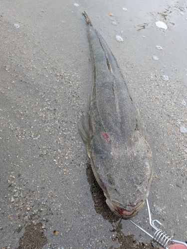 マゴチの釣果