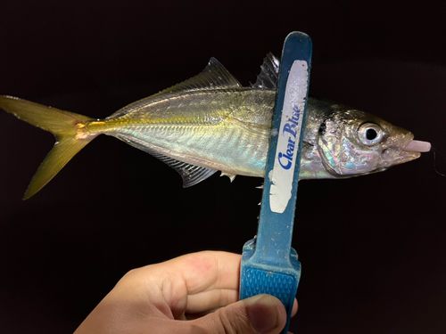 マアジの釣果