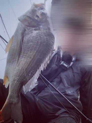 キビレの釣果