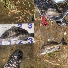 クロダイの釣果