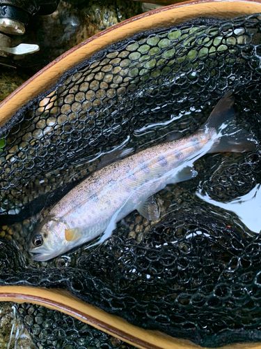 ヤマメの釣果