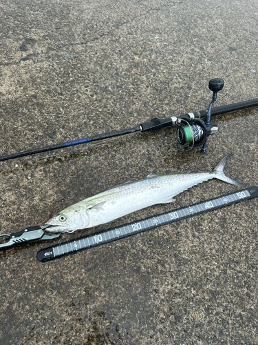 サゴシの釣果