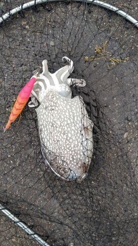 シリヤケイカの釣果