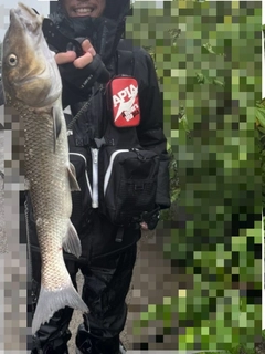 ニゴイの釣果