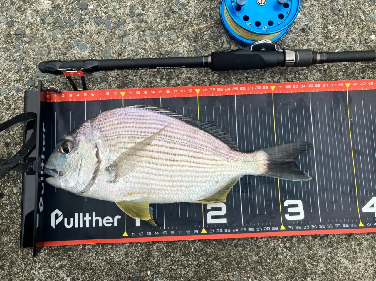 ヘダイ・チヌの釣果写真