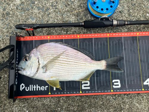 ヘダイの釣果