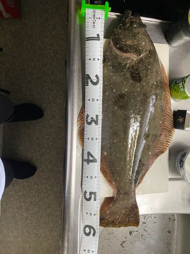 ヒラメの釣果
