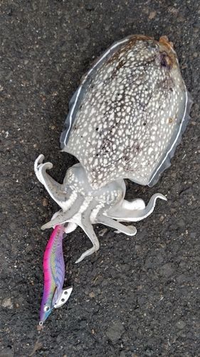 シリヤケイカの釣果