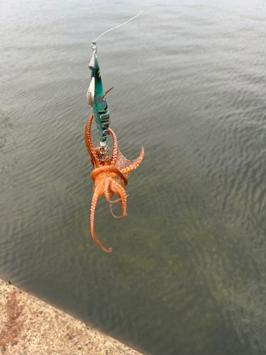 マダコの釣果